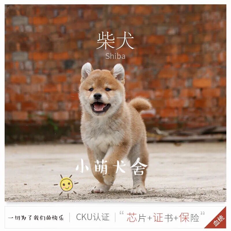 上海寵物狗專賣店-小萌犬舍