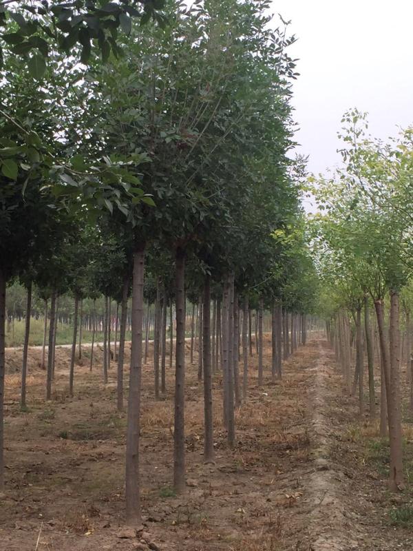 速生白蠟賣多少錢/恒銳苗木