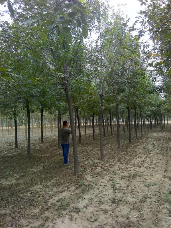 廠家直銷千頭椿/恒銳苗木