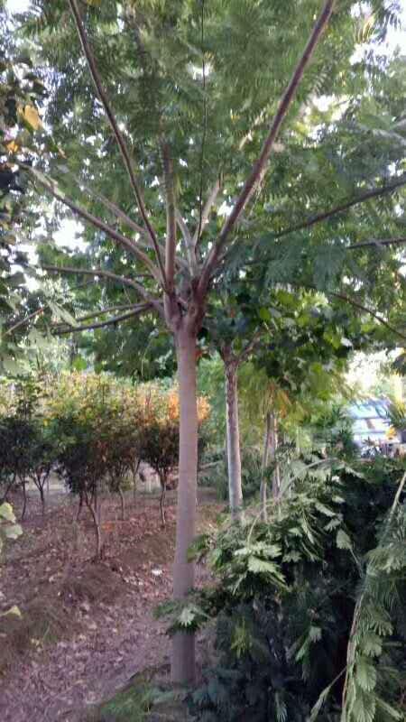 合歡批發(fā)/恒銳苗木