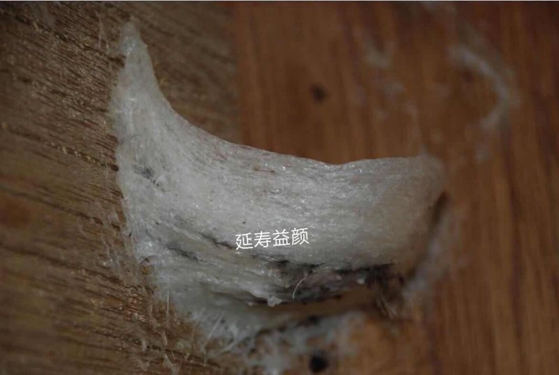 云南大燕條哪家好,云南馬來西亞燕窩批發(fā),云南登豪商貿(mào)