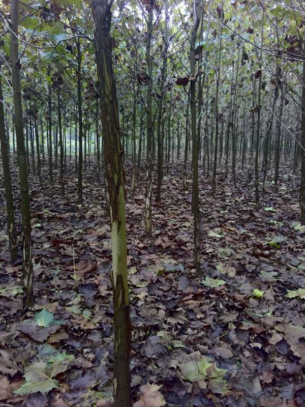 速生法桐價格/恒銳苗木