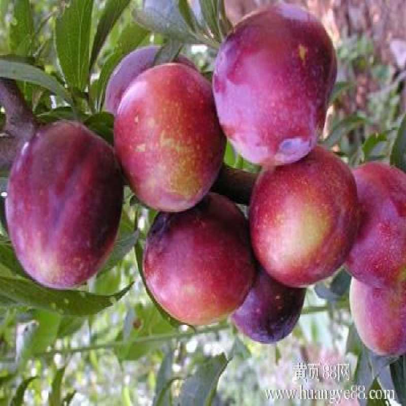 李子種苗多少錢/泰安拓達(dá)苗木