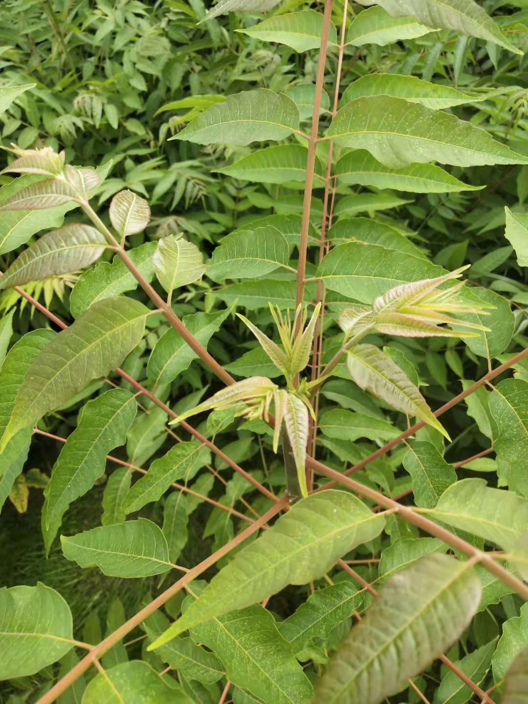 紅油香椿苗首選/泰安拓達(dá)苗木