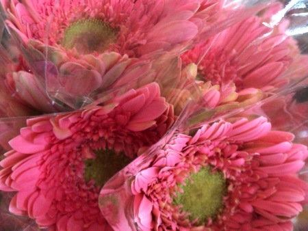 臨沂金粉種植基地/夏家扶郎種植合作社