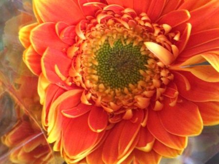 臨沂扶郎花/夏家扶郎種植合作社