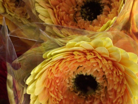 山東香檳種植基地/夏家扶郎種植合作社