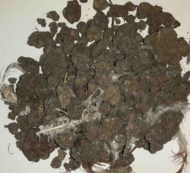 石家莊干雞糞塊銷售/石家莊金沃地