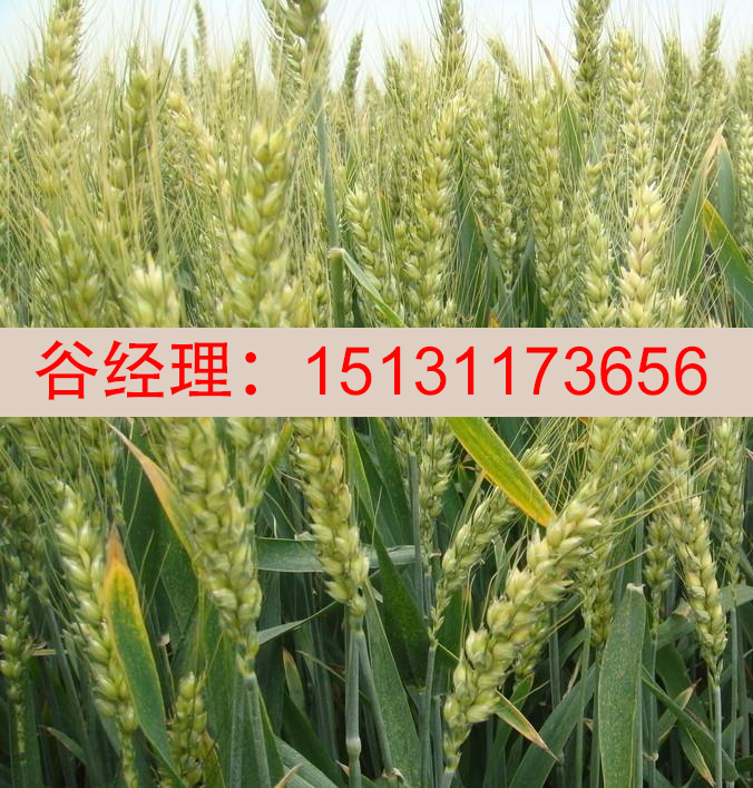 秦皇島小麥種子批發(fā)-嘉豐種業(yè)