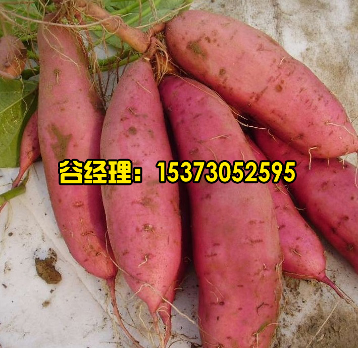 保定脫毒紅薯苗-嘉豐種業(yè)