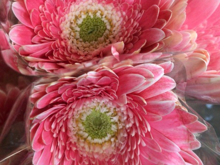 臨沂非洲菊種植基地/臨沂市夏家扶郎種植合作社