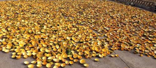 瓜蔞皮價(jià)格-江蘇昊林農(nóng)業(yè)